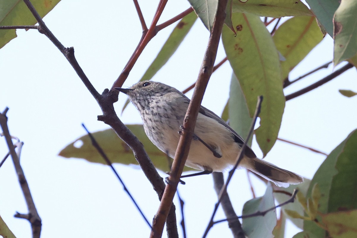 Inland Thornbill - ML643864224
