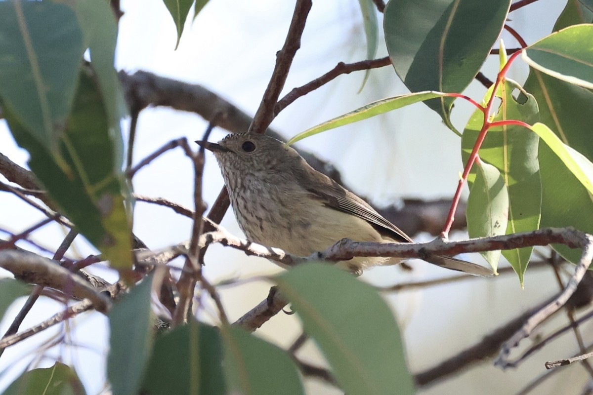 Inland Thornbill - ML643864225