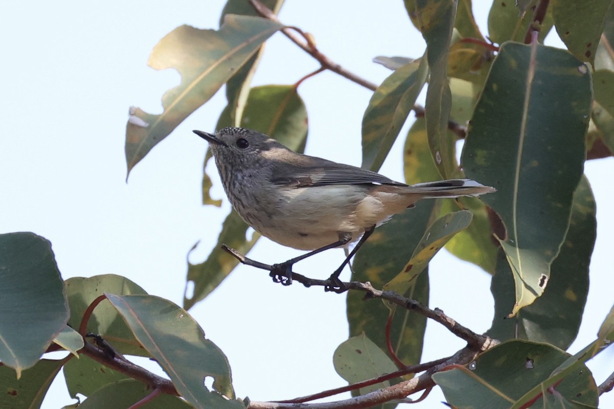 Inland Thornbill - ML643864226