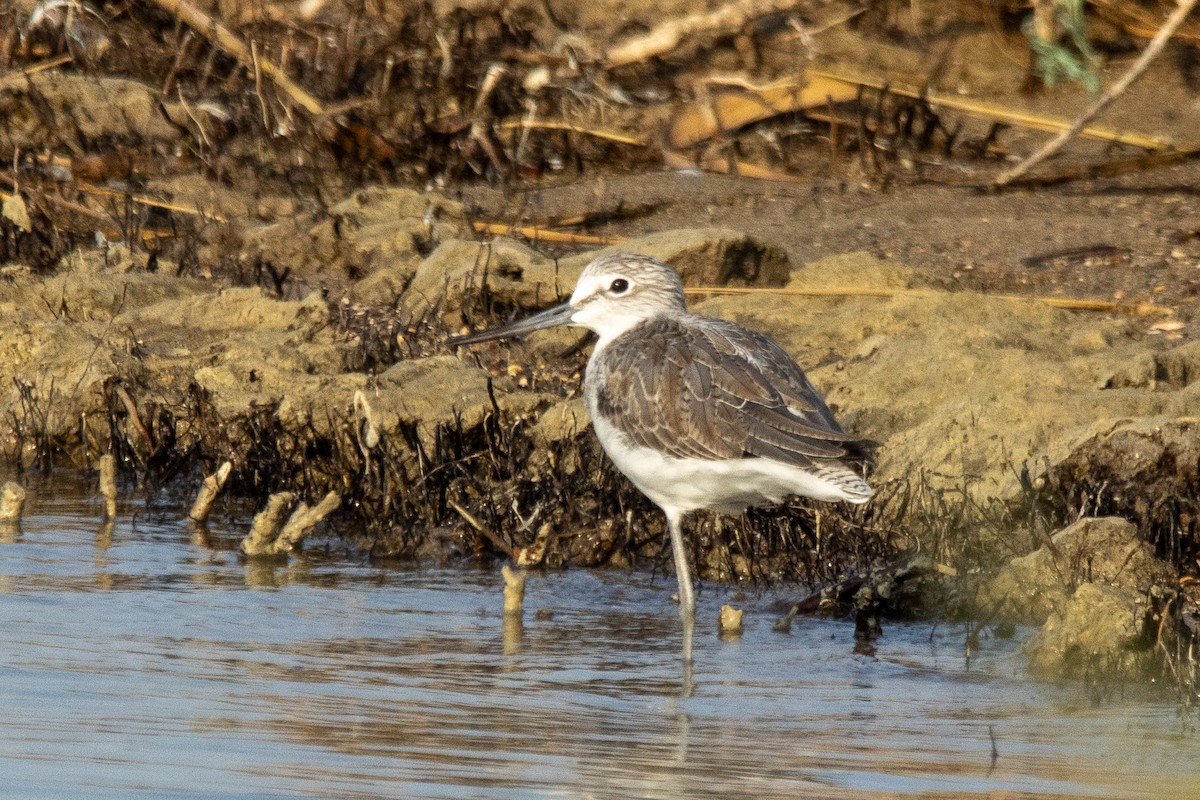 Common Greenshank - ML643864231