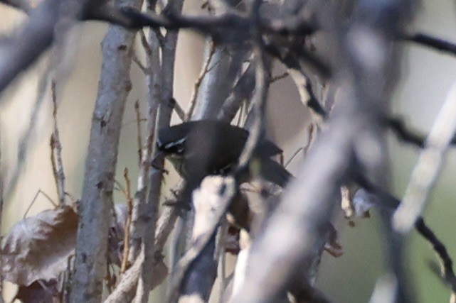 Spotted Scrubwren - ML643864232