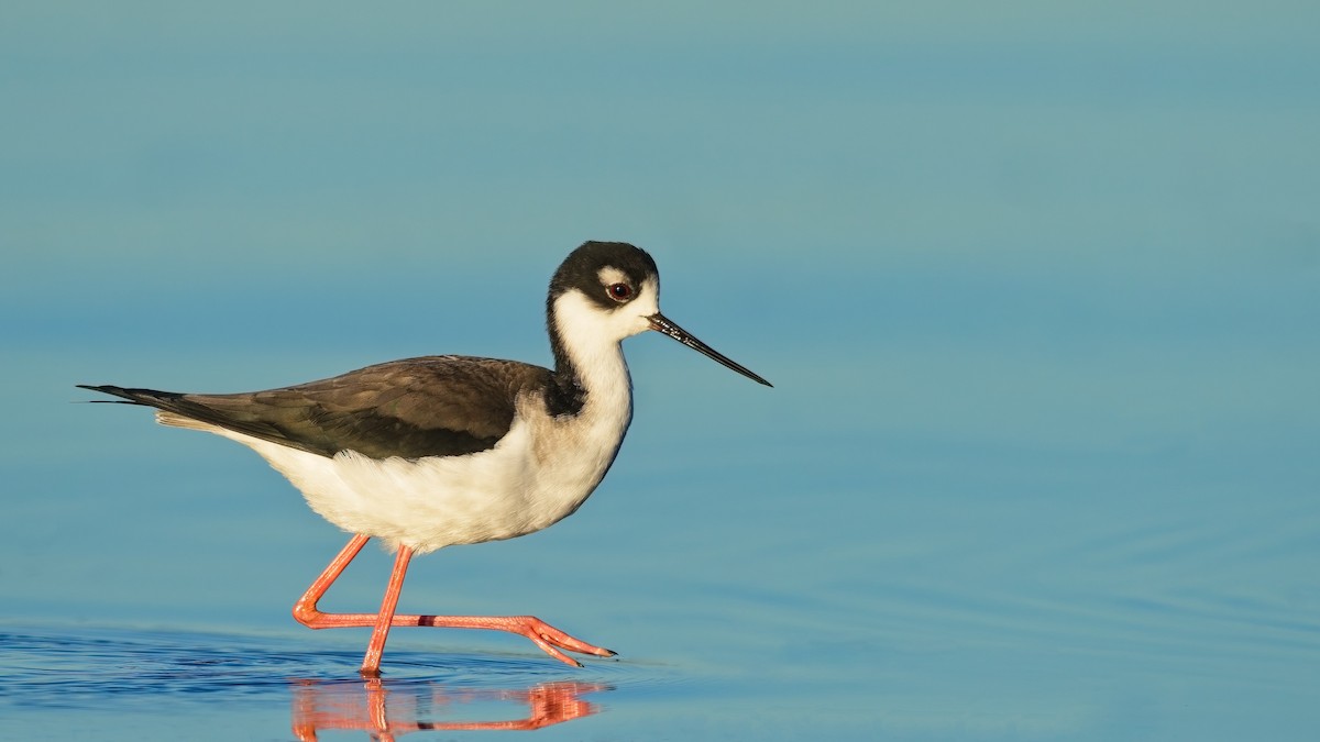 Black-necked Stilt - ML643864237