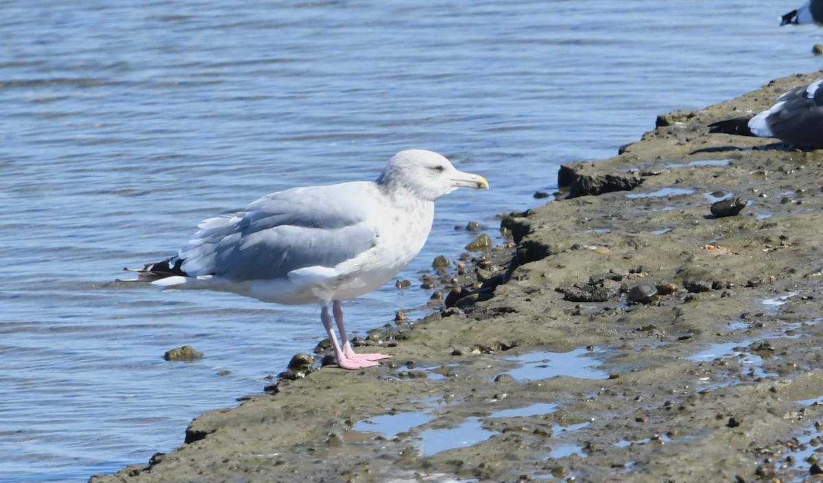 Goéland hudsonien - ML643864243