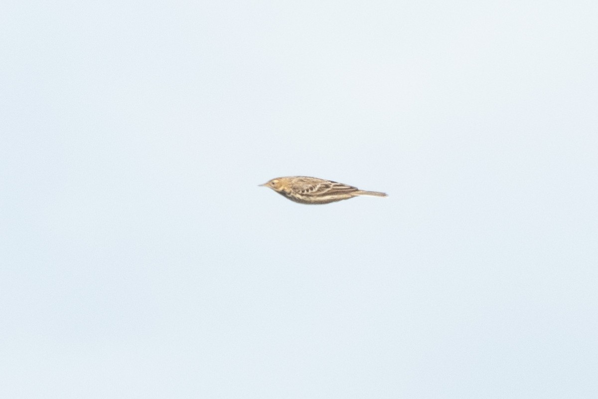 Pipit à gorge rousse - ML643864271