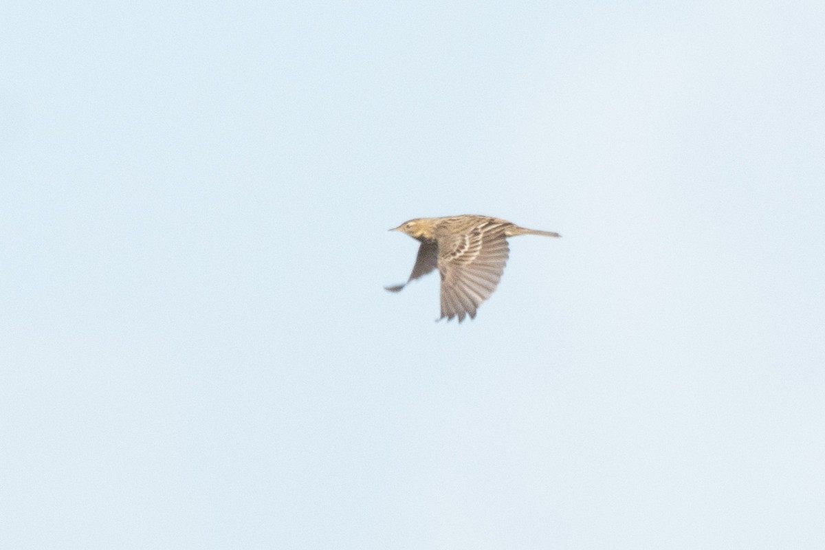 Pipit à gorge rousse - ML643864272