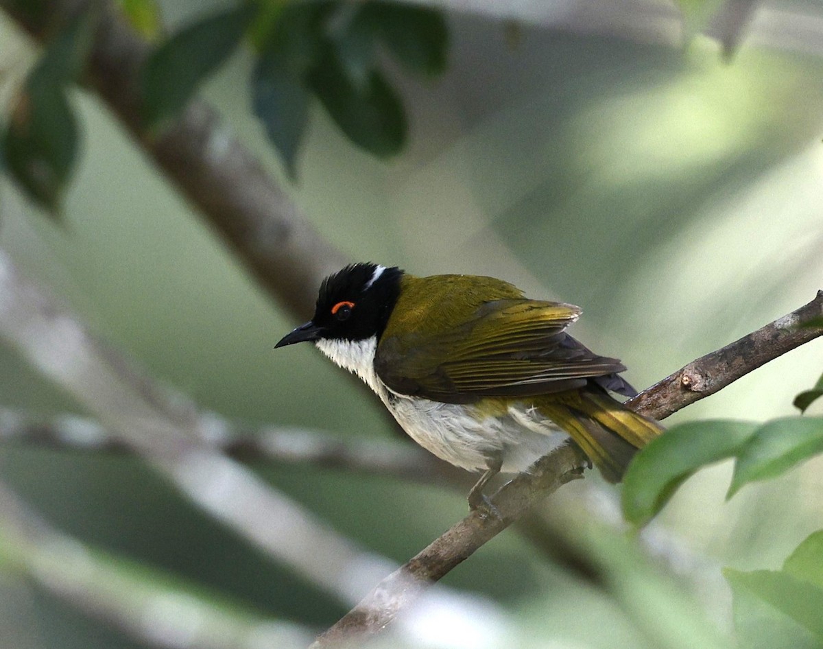 White-naped Honeyeater - ML643864305