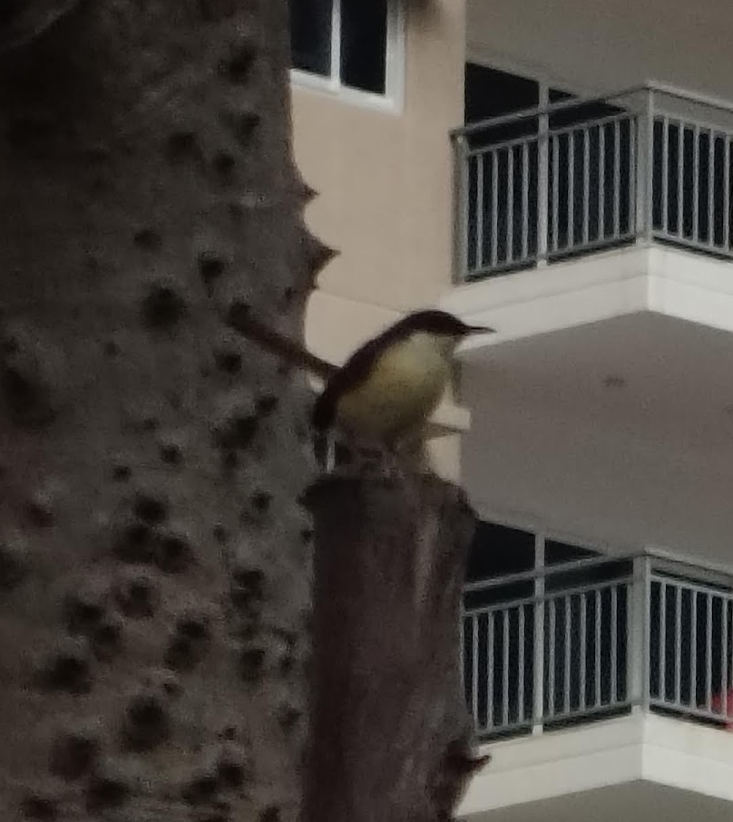 Ashy Prinia - ML643864316
