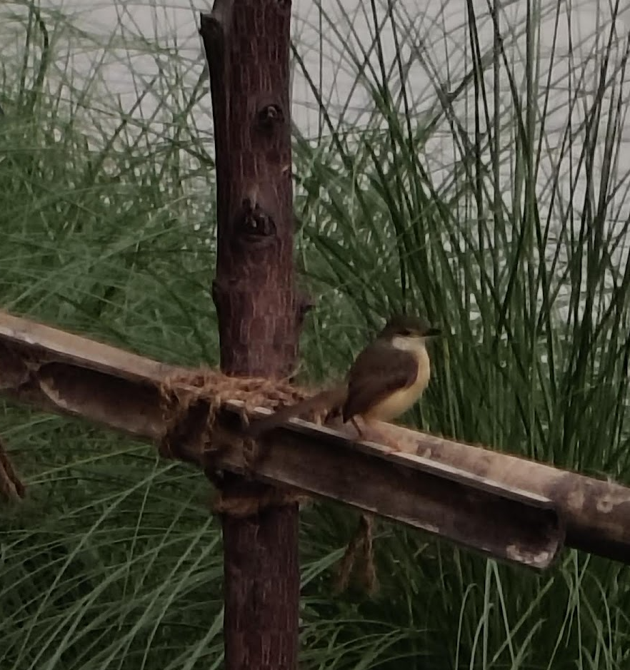 Ashy Prinia - ML643864317