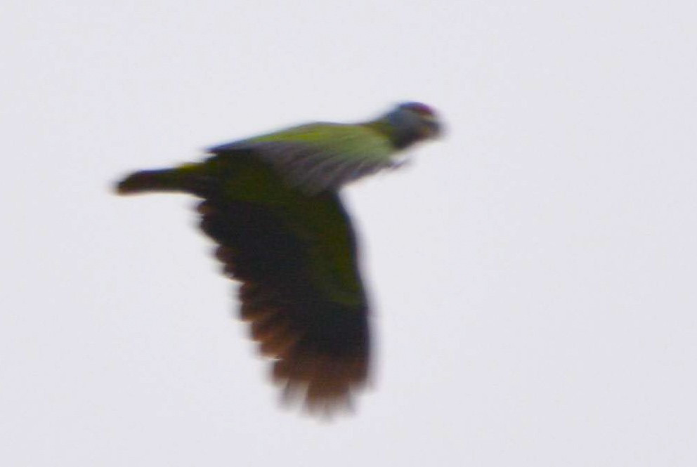 アカオボウシインコ - ML643864318