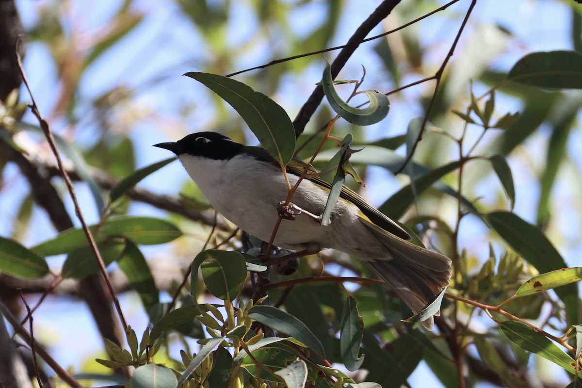 Gilbert's Honeyeater - ML643864321