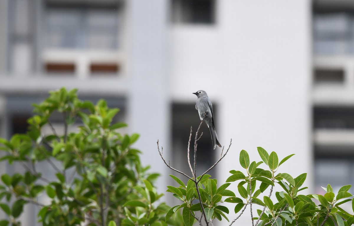 Ashy Drongo - ML643864325