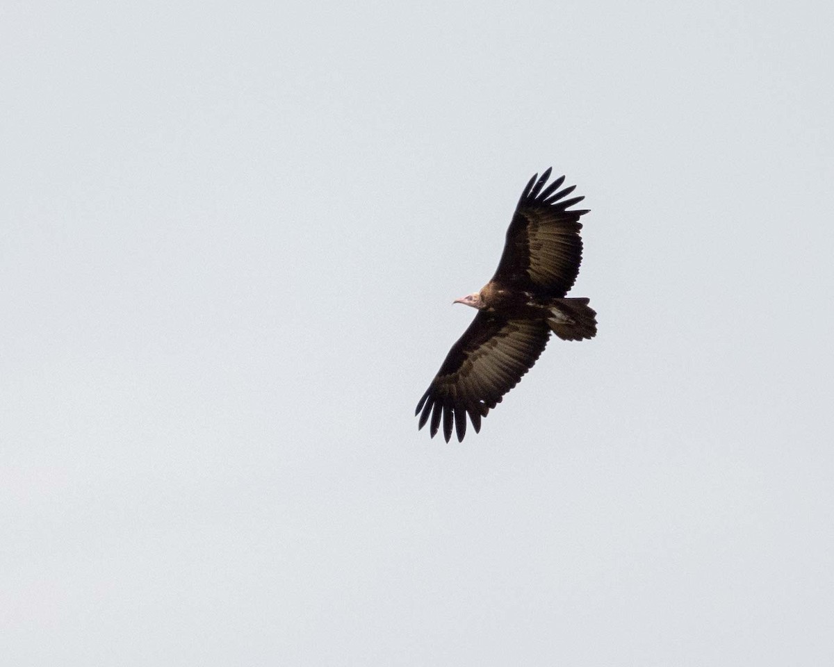 Hooded Vulture - ML643864382