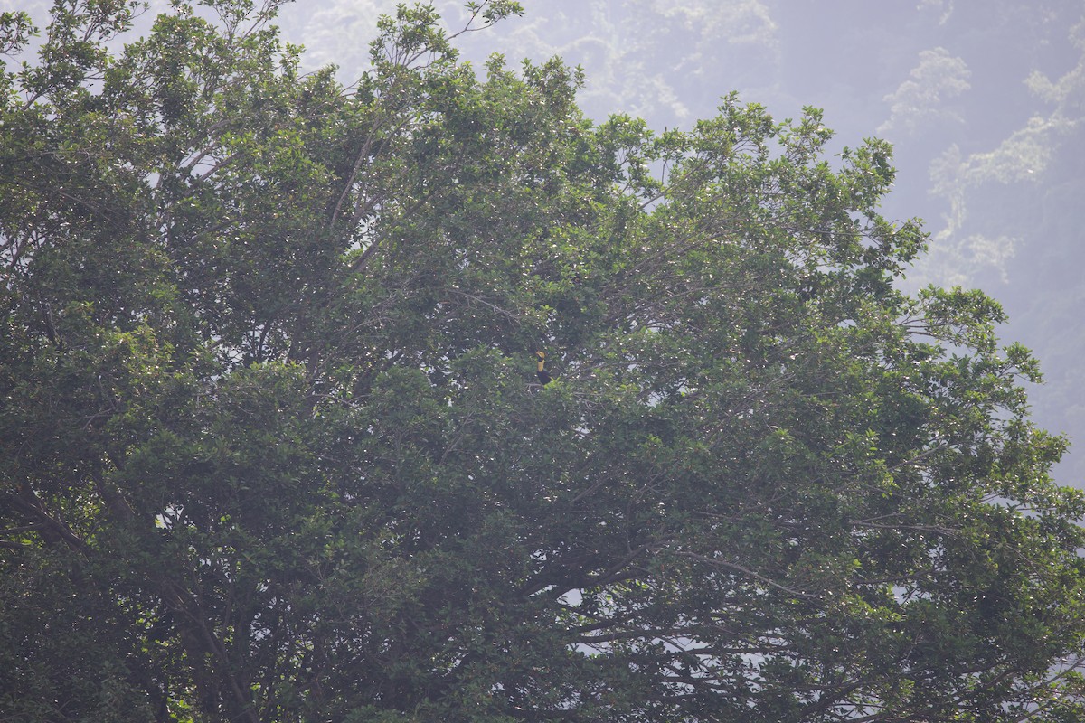 Great Hornbill - ML643864384