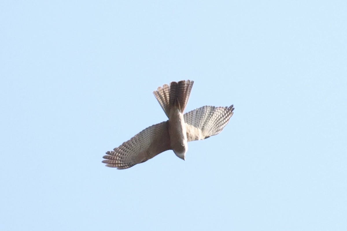 Brown Goshawk - ML643864385