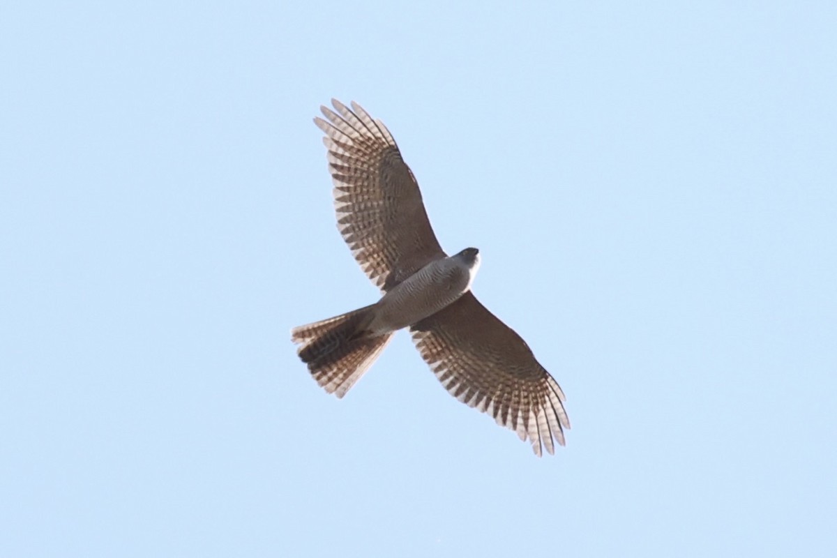 Brown Goshawk - ML643864386