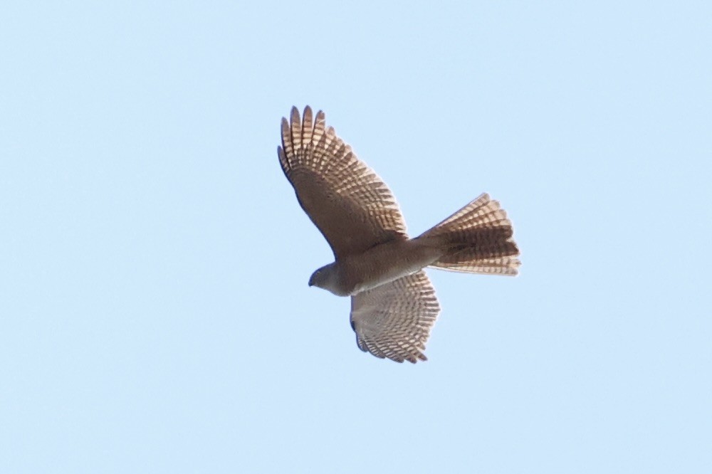 Brown Goshawk - ML643864387