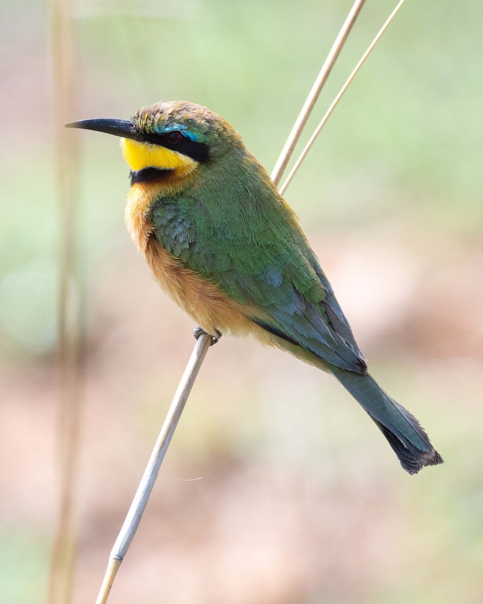 Little Bee-eater - ML643864393