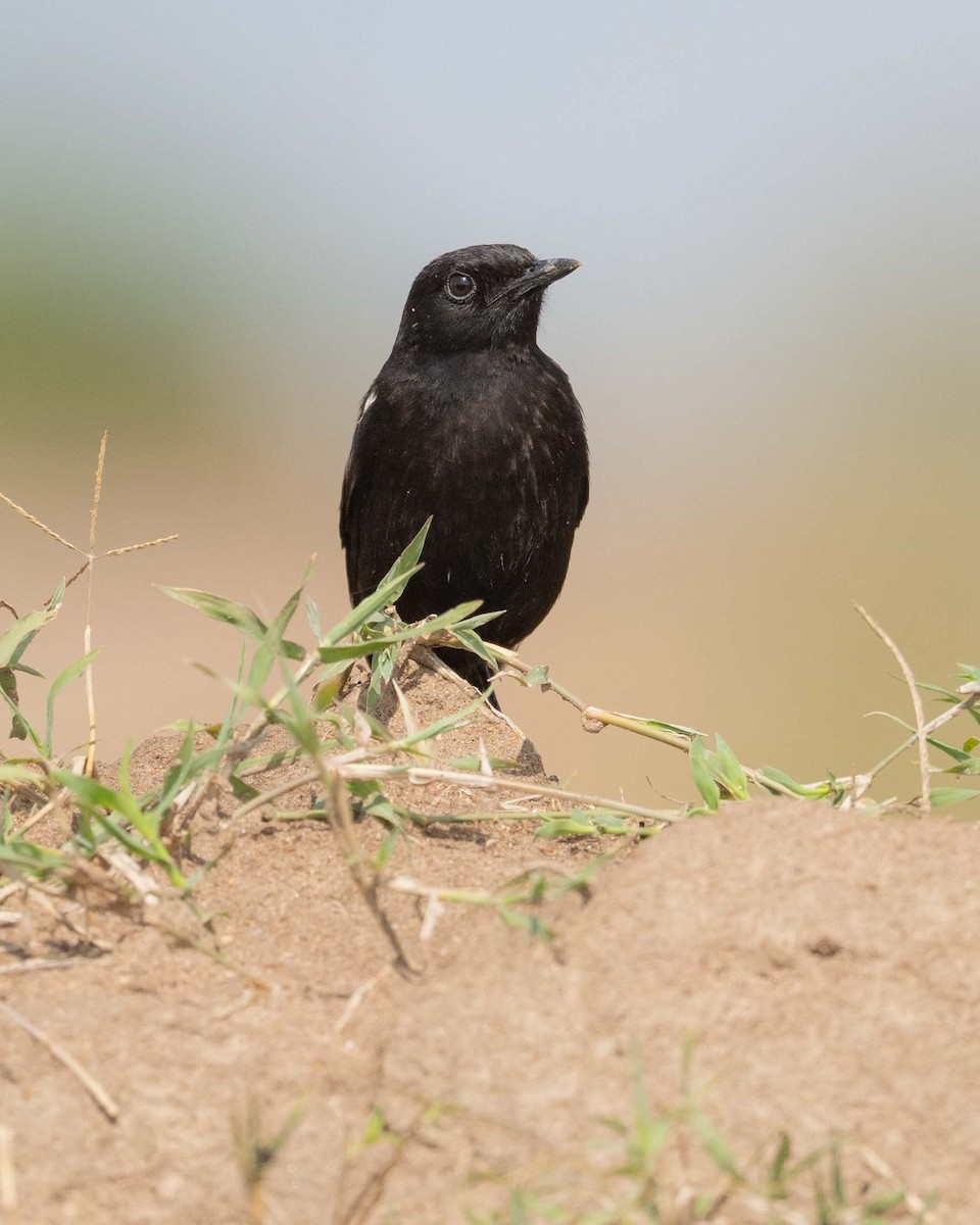 Sooty Chat - ML643864403