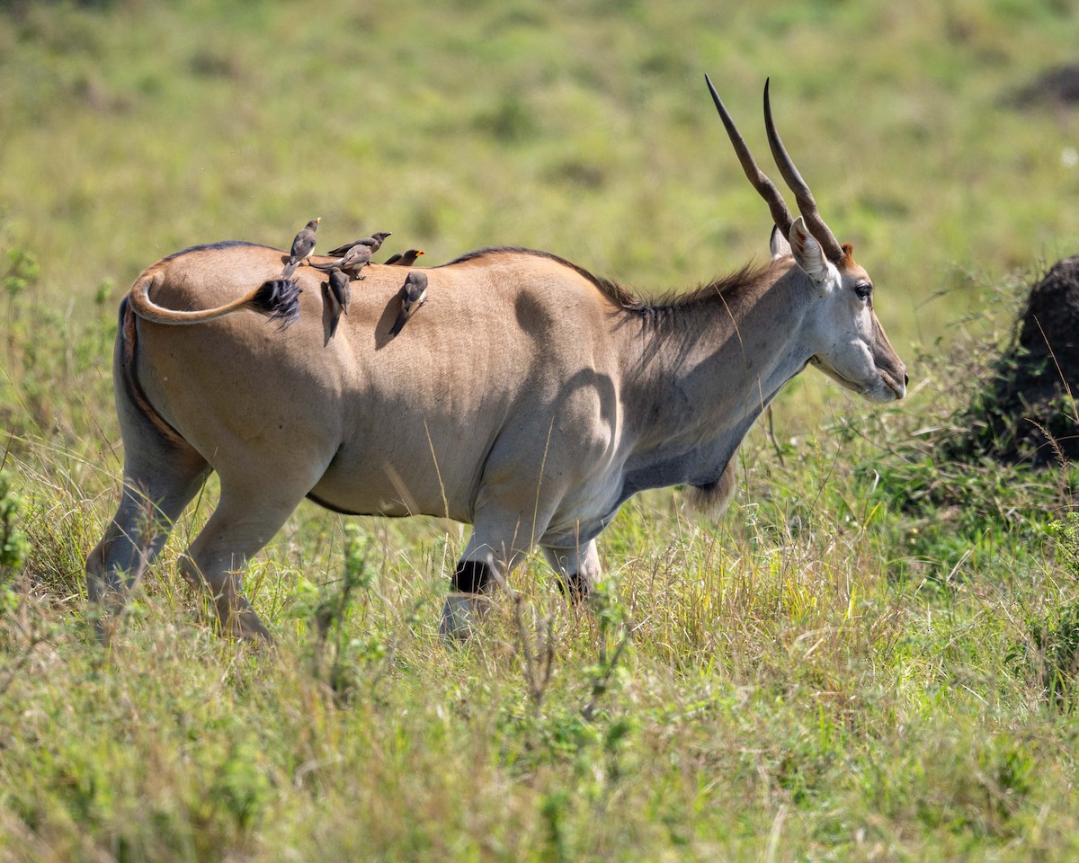 Yellow-billed Oxpecker - ML643864408