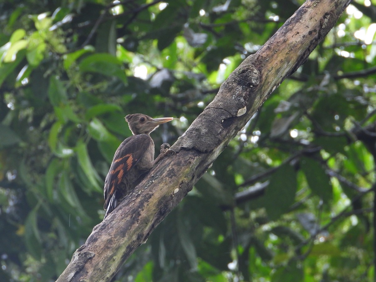 Orange-backed Woodpecker - ML643864409