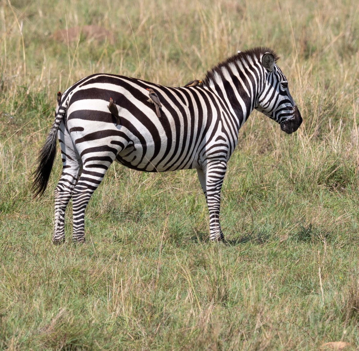 Red-billed Oxpecker - ML643864428