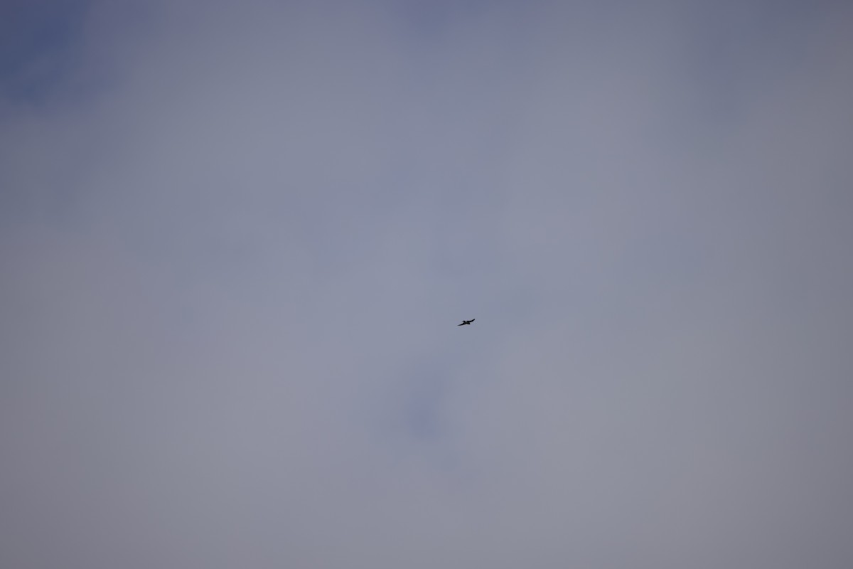 House Swift - ML643864432