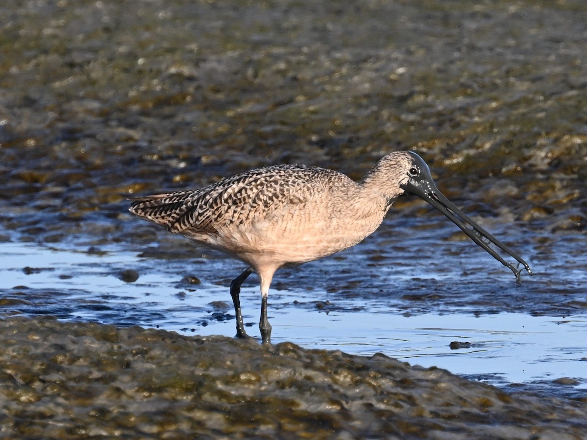 Marbled Godwit - ML643864434