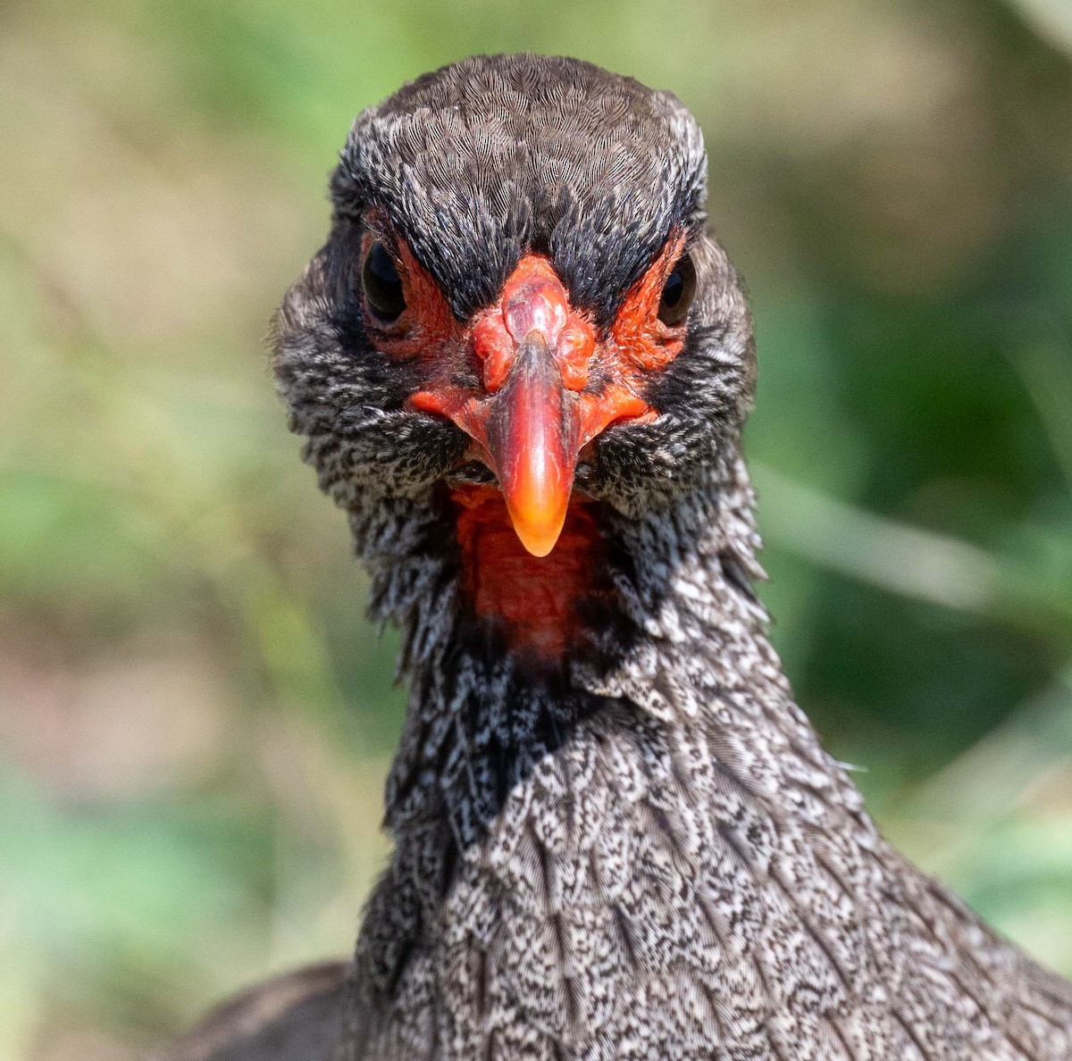Red-necked Spurfowl - ML643864435