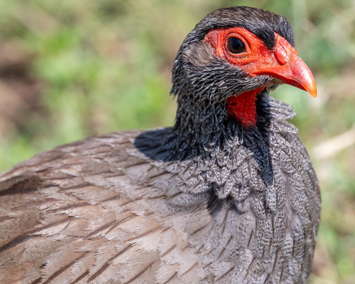 Red-necked Spurfowl - ML643864436