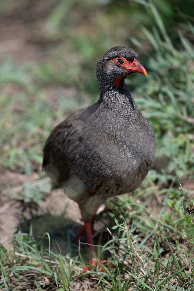 Red-necked Spurfowl - ML643864437