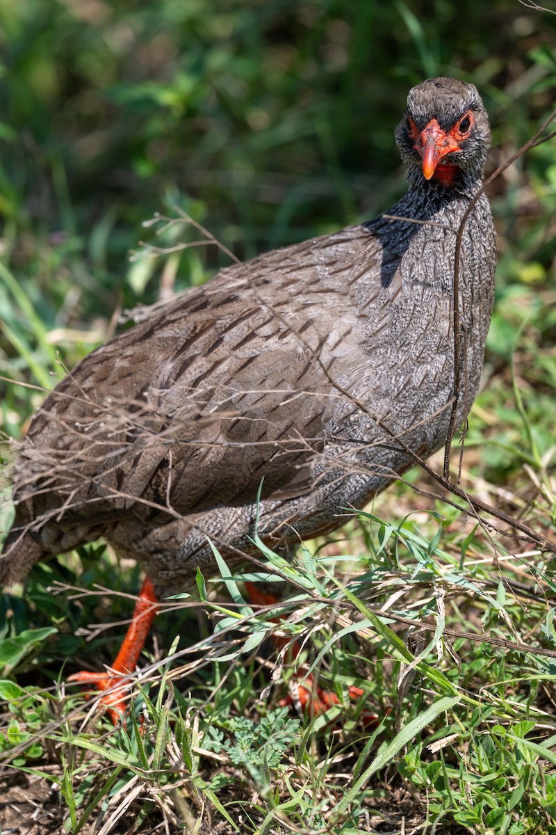 Red-necked Spurfowl - ML643864438