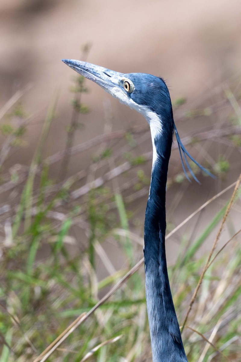Black-headed Heron - ML643864444