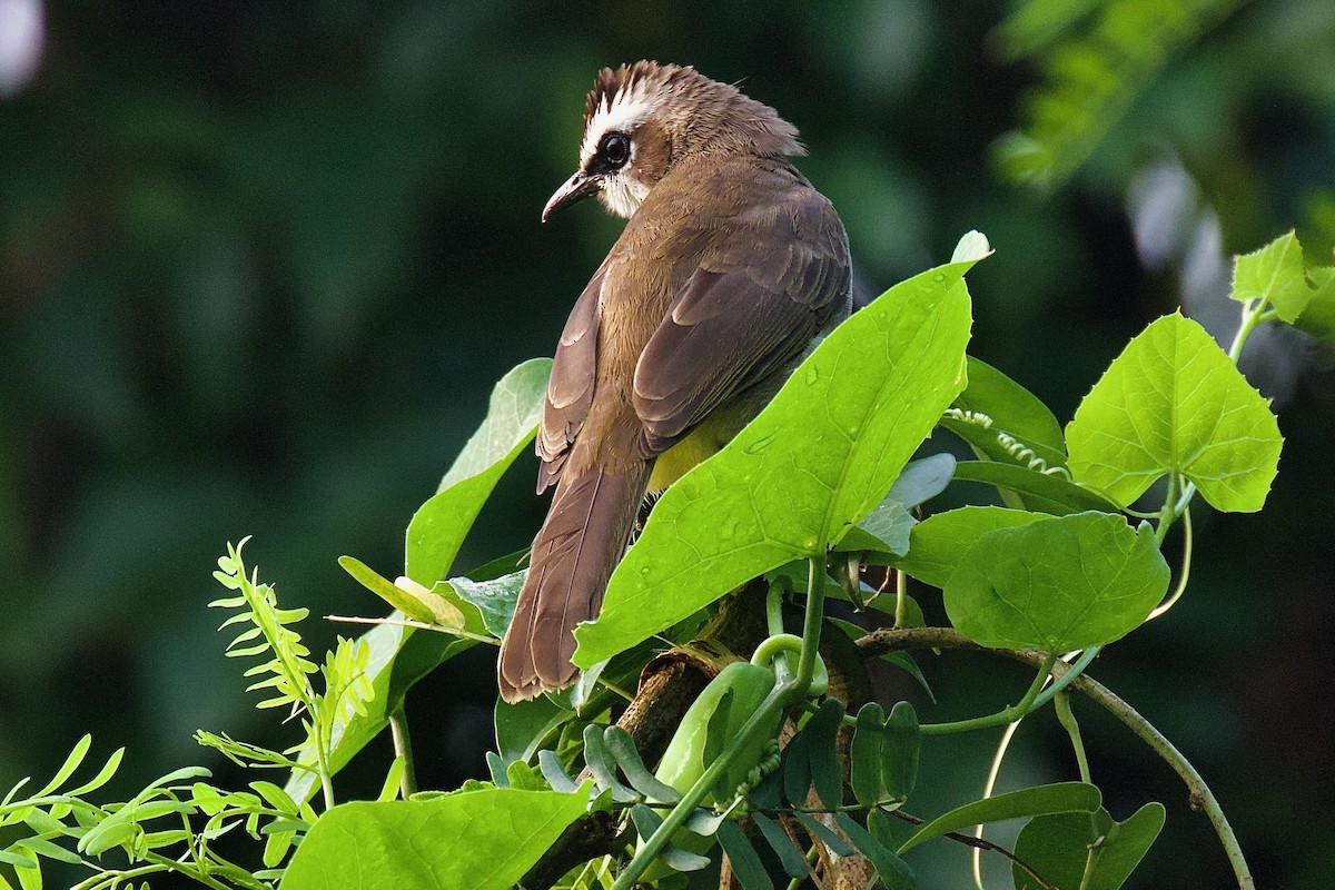 Yellow-vented Bulbul - ML643864446