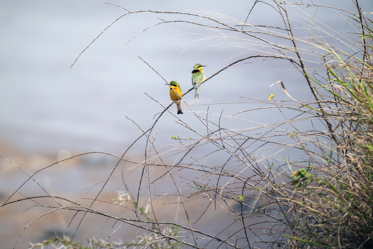 Little Bee-eater - ML643864447