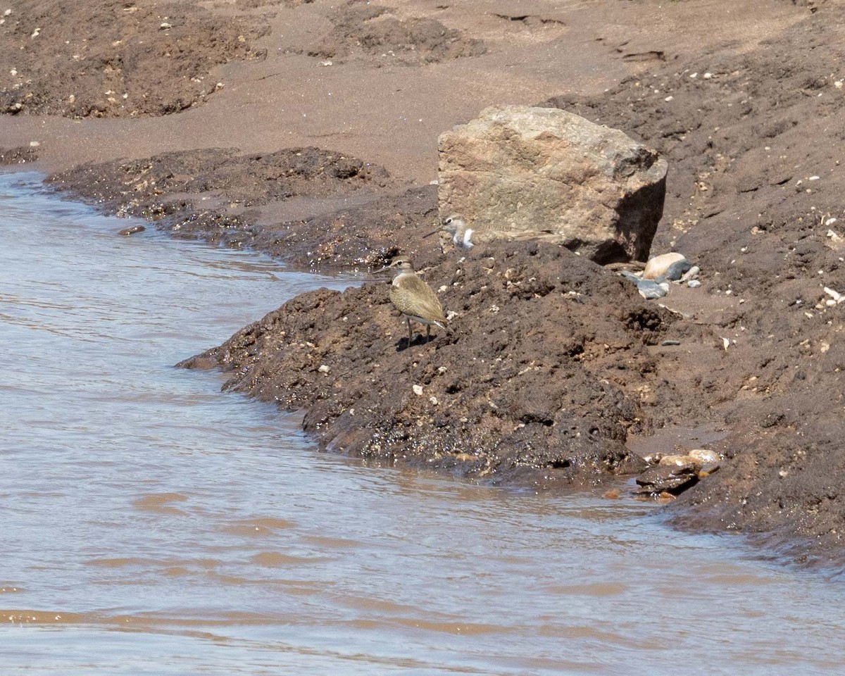 Common Sandpiper - ML643864453