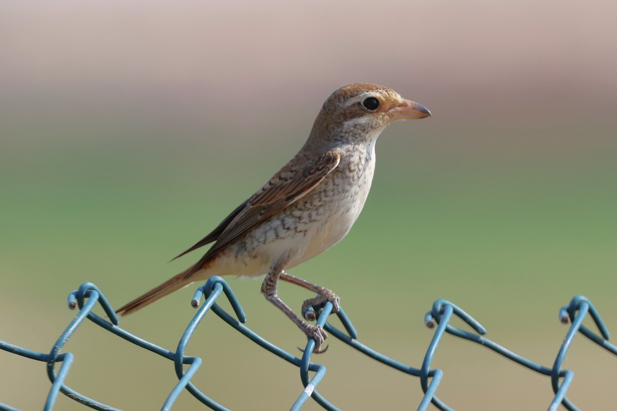 Сорокопуд горихвістковий - ML643864456