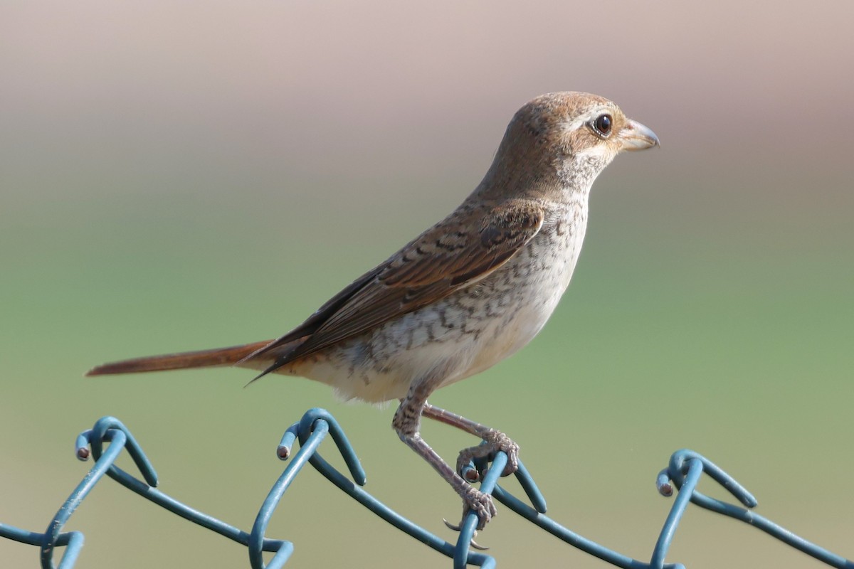 Сорокопуд горихвістковий - ML643864457