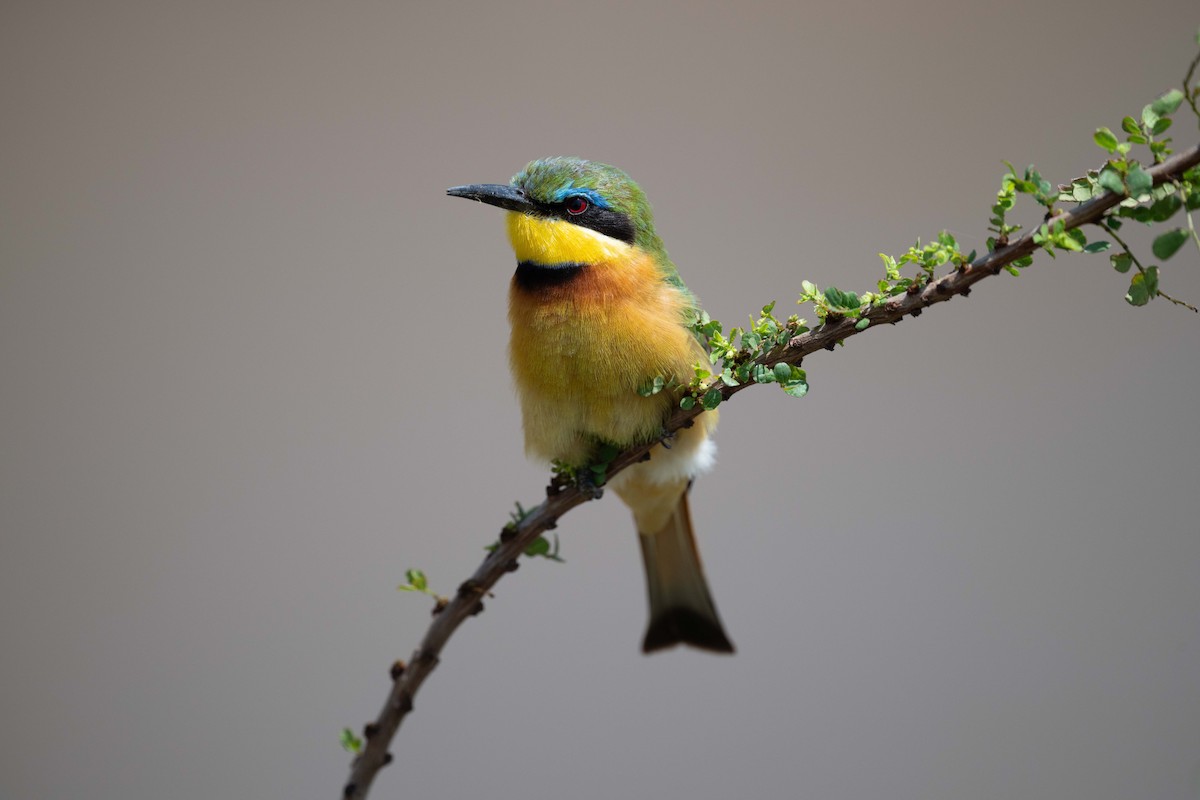 Little Bee-eater - ML643864460
