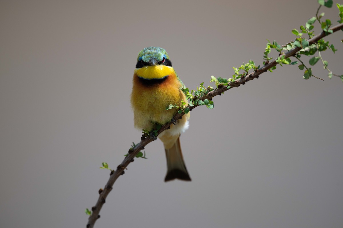 Little Bee-eater - ML643864461