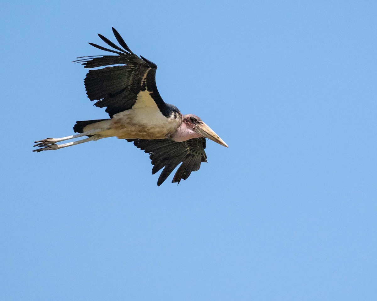 Marabou Stork - ML643864472