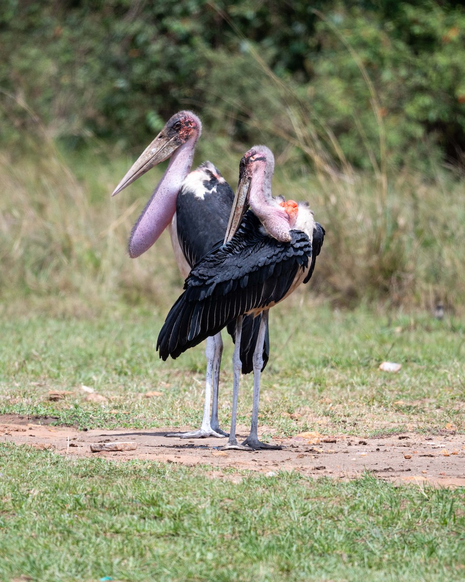 Marabou Stork - ML643864473