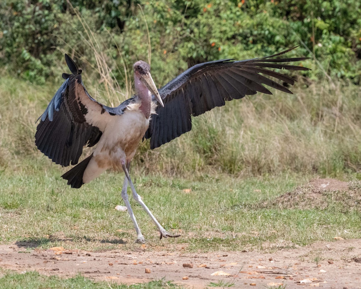 Marabou Stork - ML643864474
