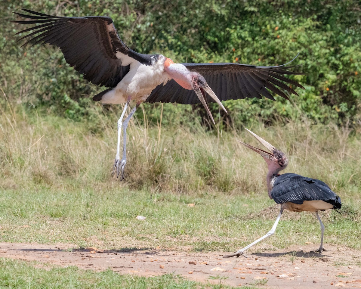 Marabou Stork - ML643864475