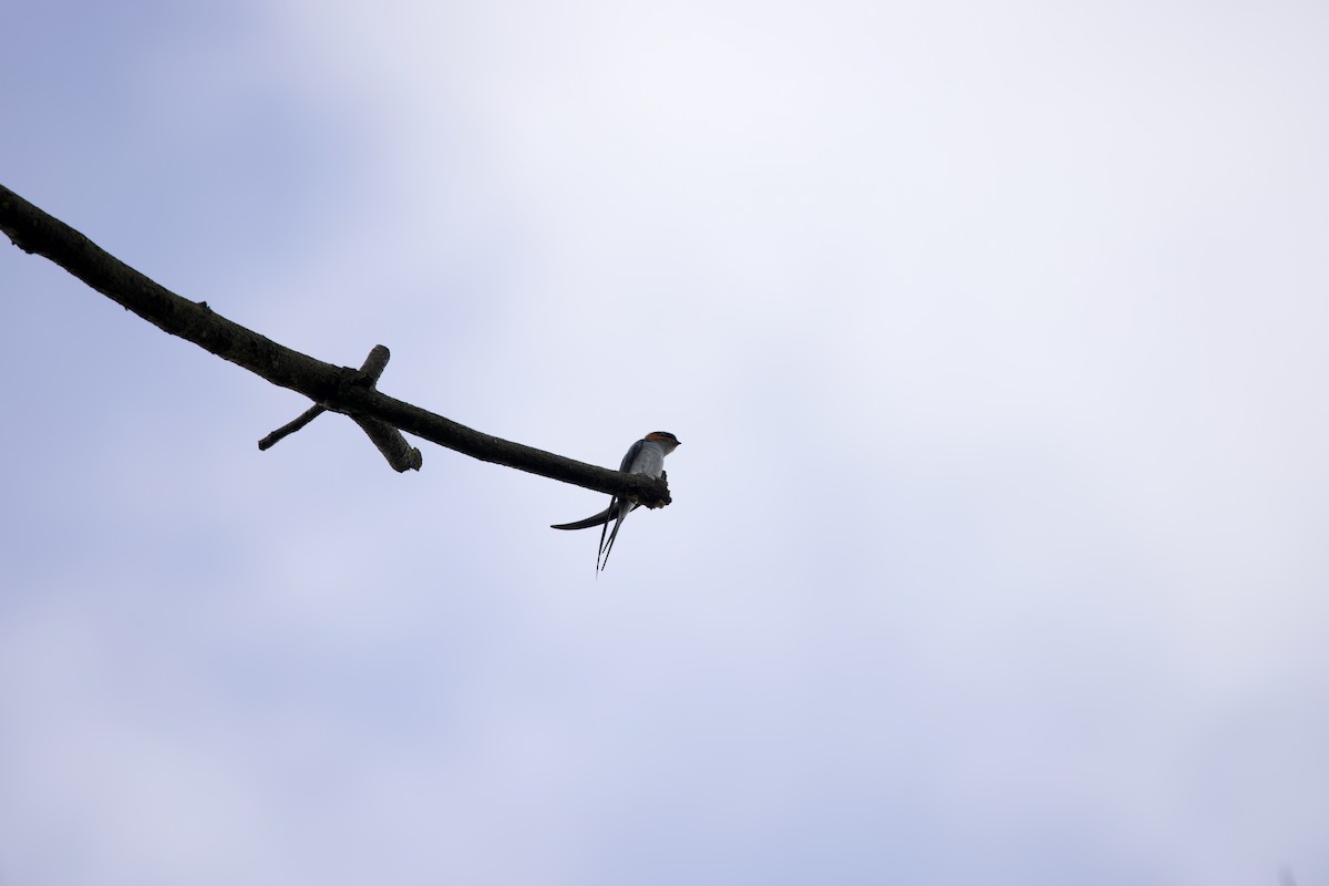 Crested Treeswift - ML643864512