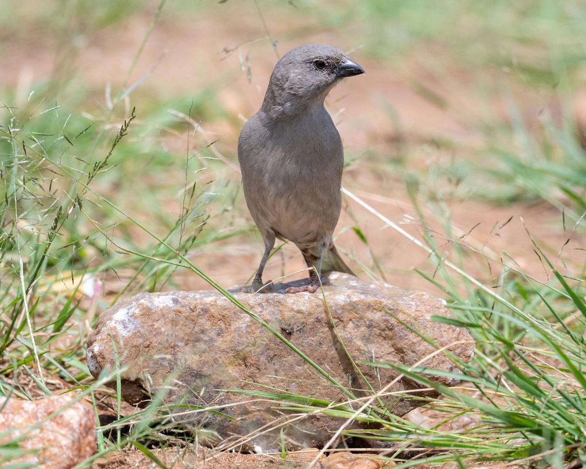 Northern Gray-headed Sparrow - ML643864513
