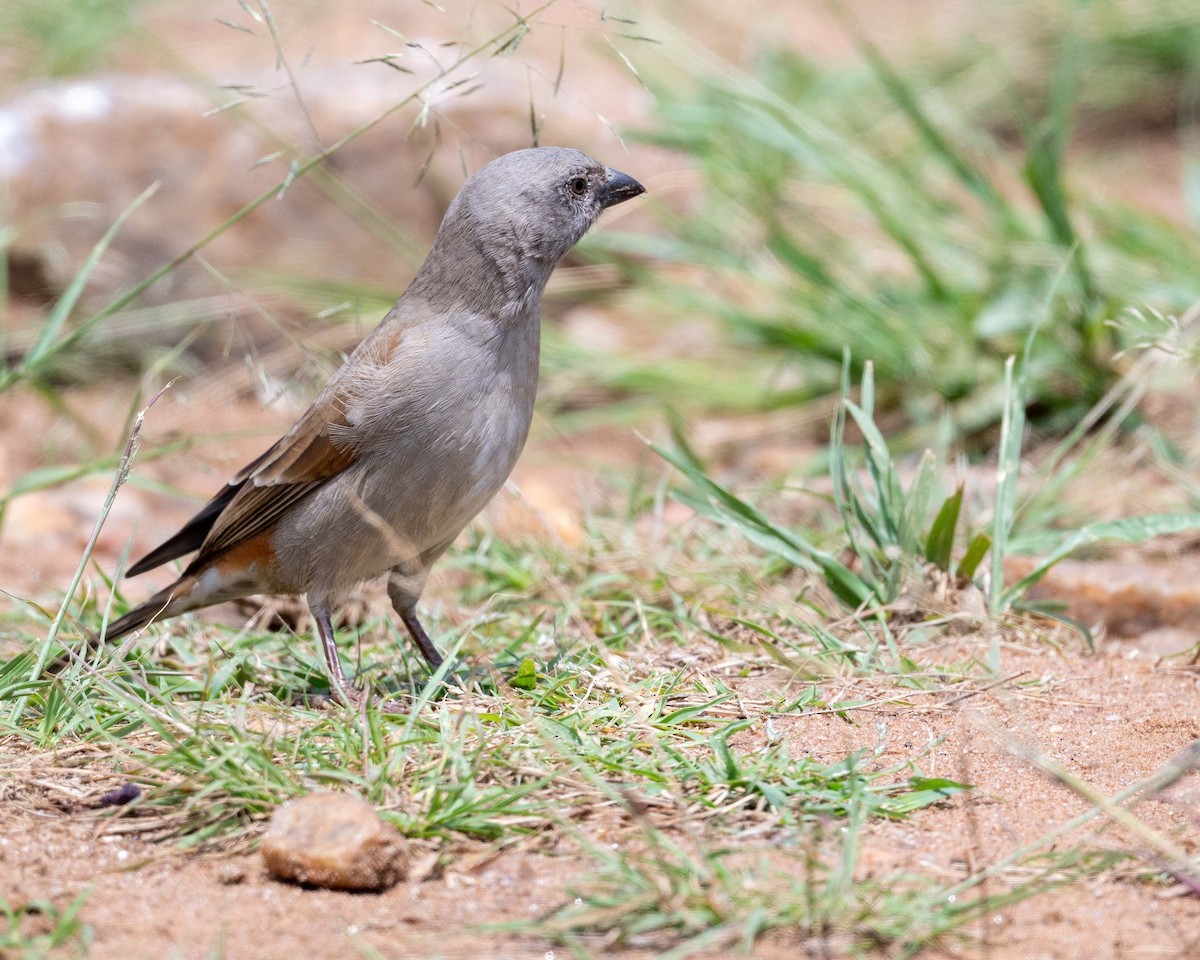 Northern Gray-headed Sparrow - ML643864514