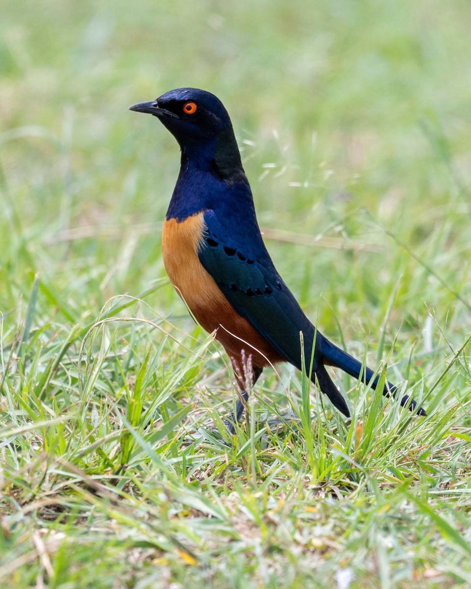 Hildebrandt's Starling - ML643864518