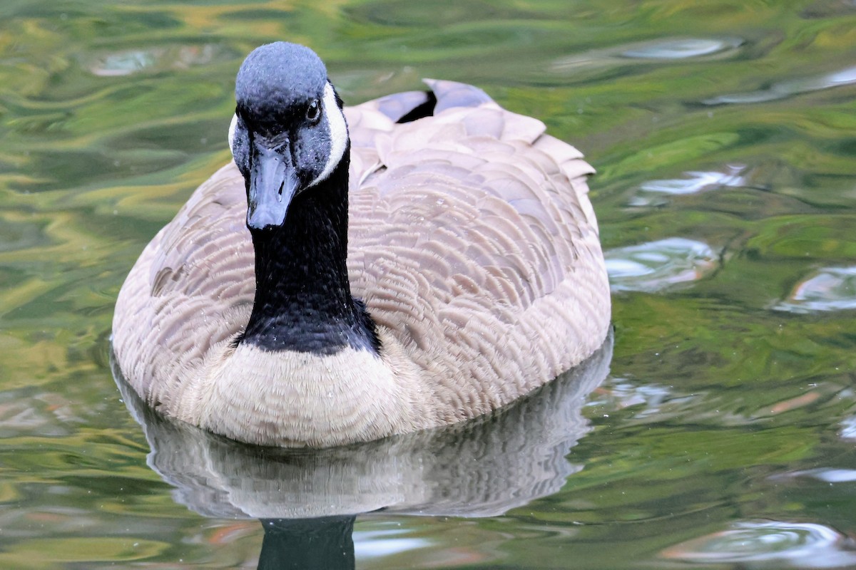 Canada Goose - ML643864520