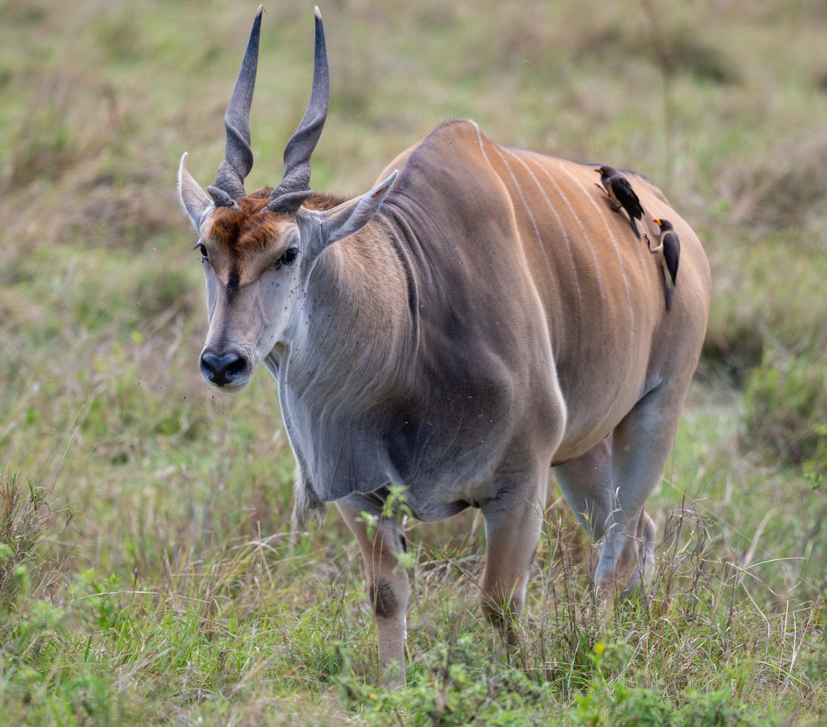 Yellow-billed Oxpecker - ML643864523