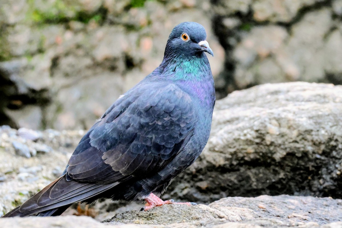 Rock Pigeon (Feral Pigeon) - ML643864525